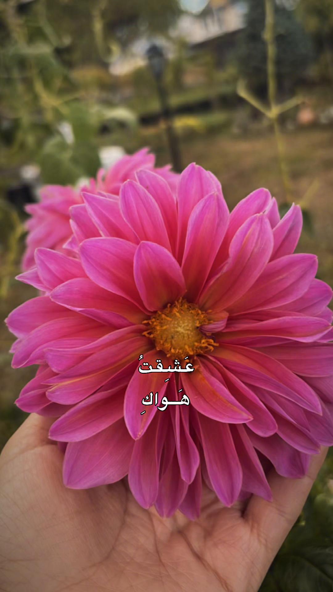 @ɴᴇʀᴠɪɴ|🫀