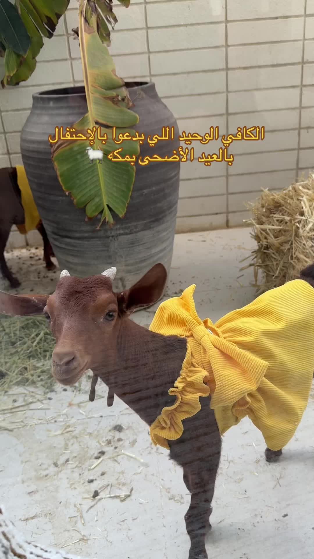@نورا الزهراني | مكة 🌟