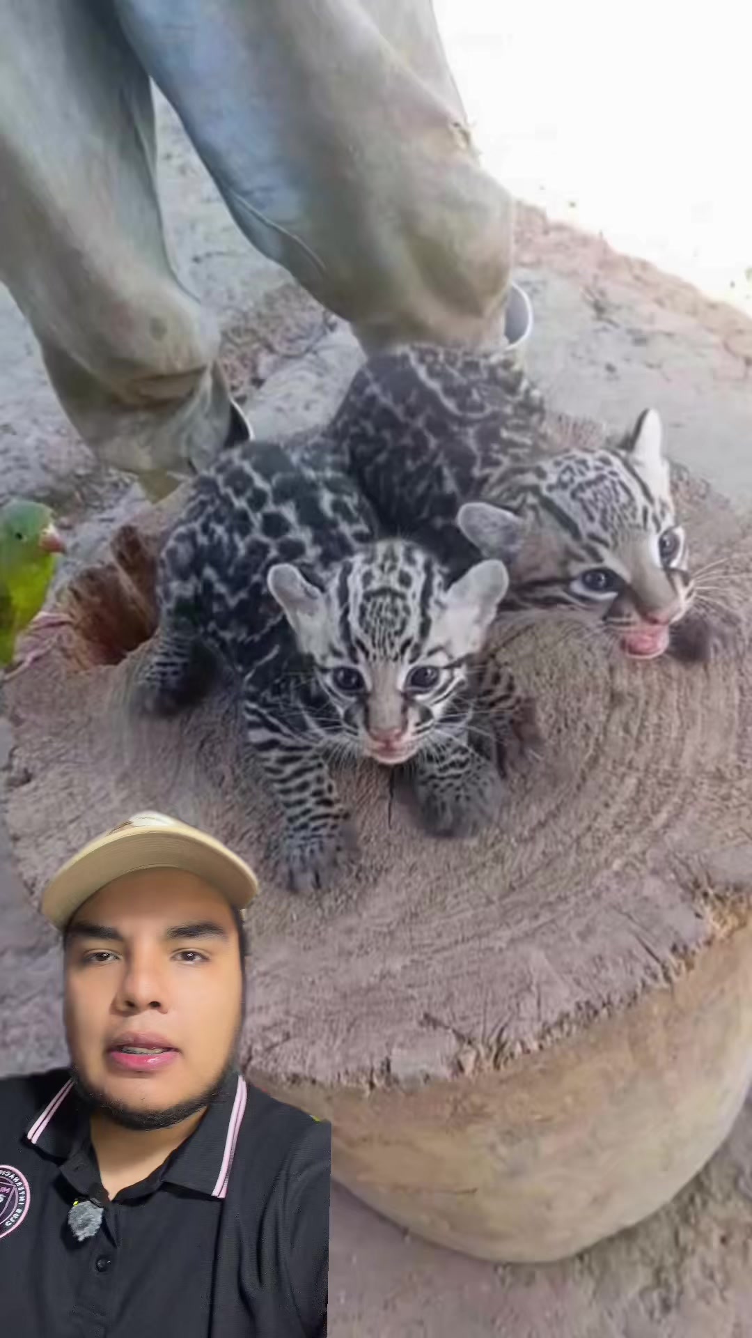 @Jair Herrera 🐆