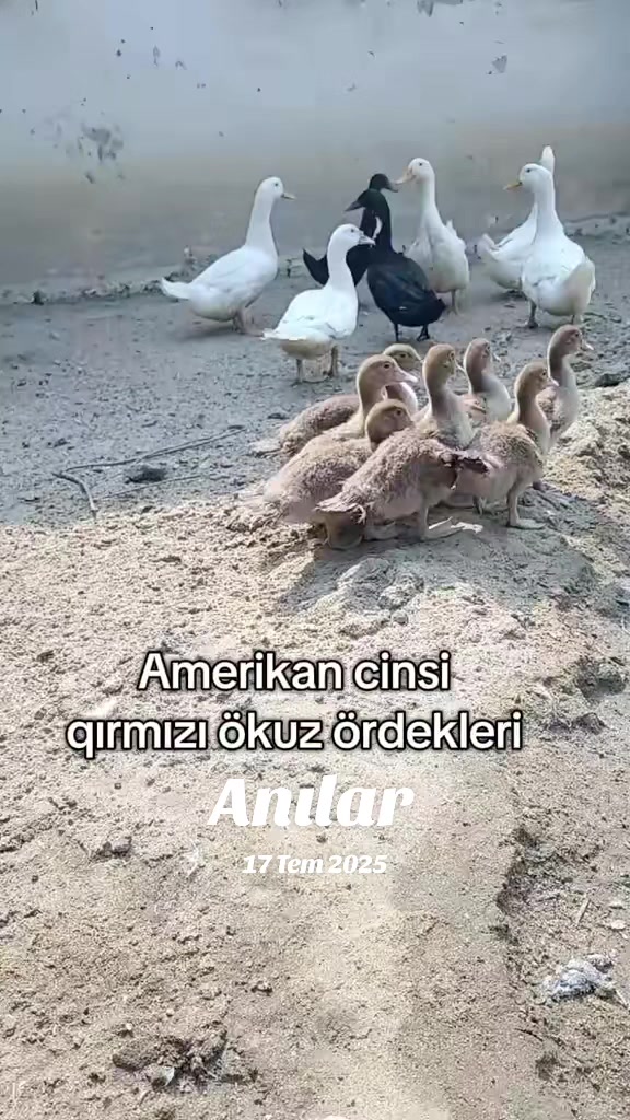 @MAŞTAĞA_QUŞCULUĞ