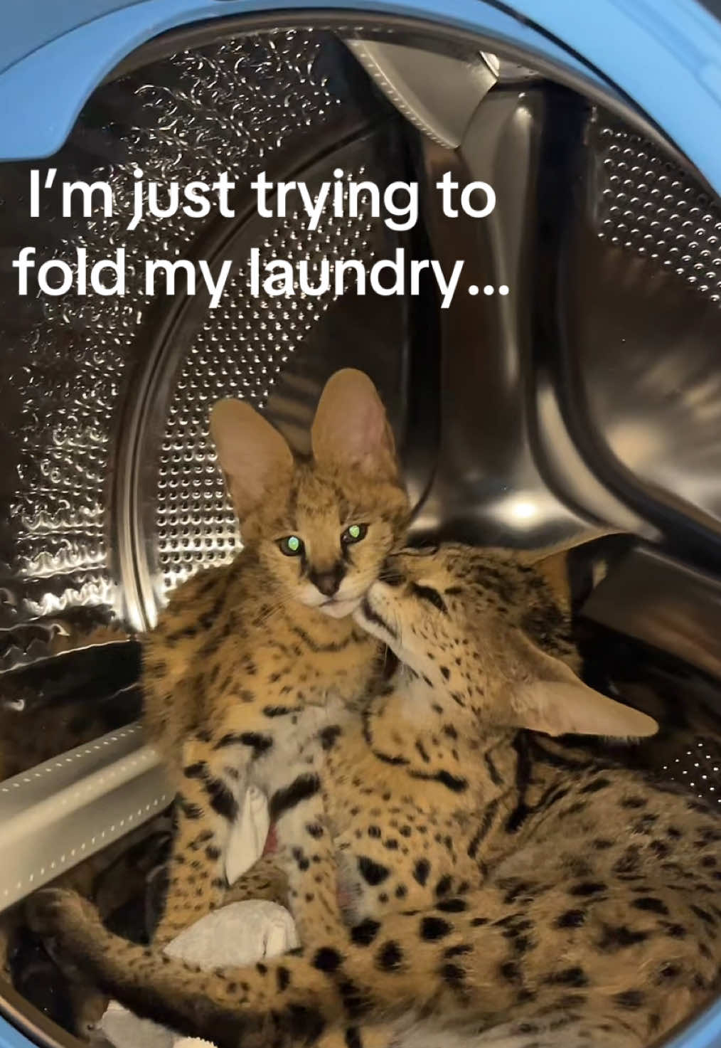 @BAO THE SERVAL