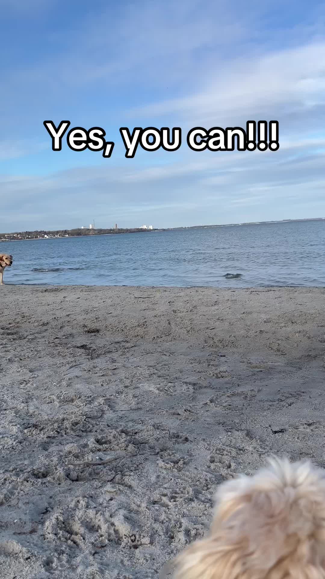 @DogMilow