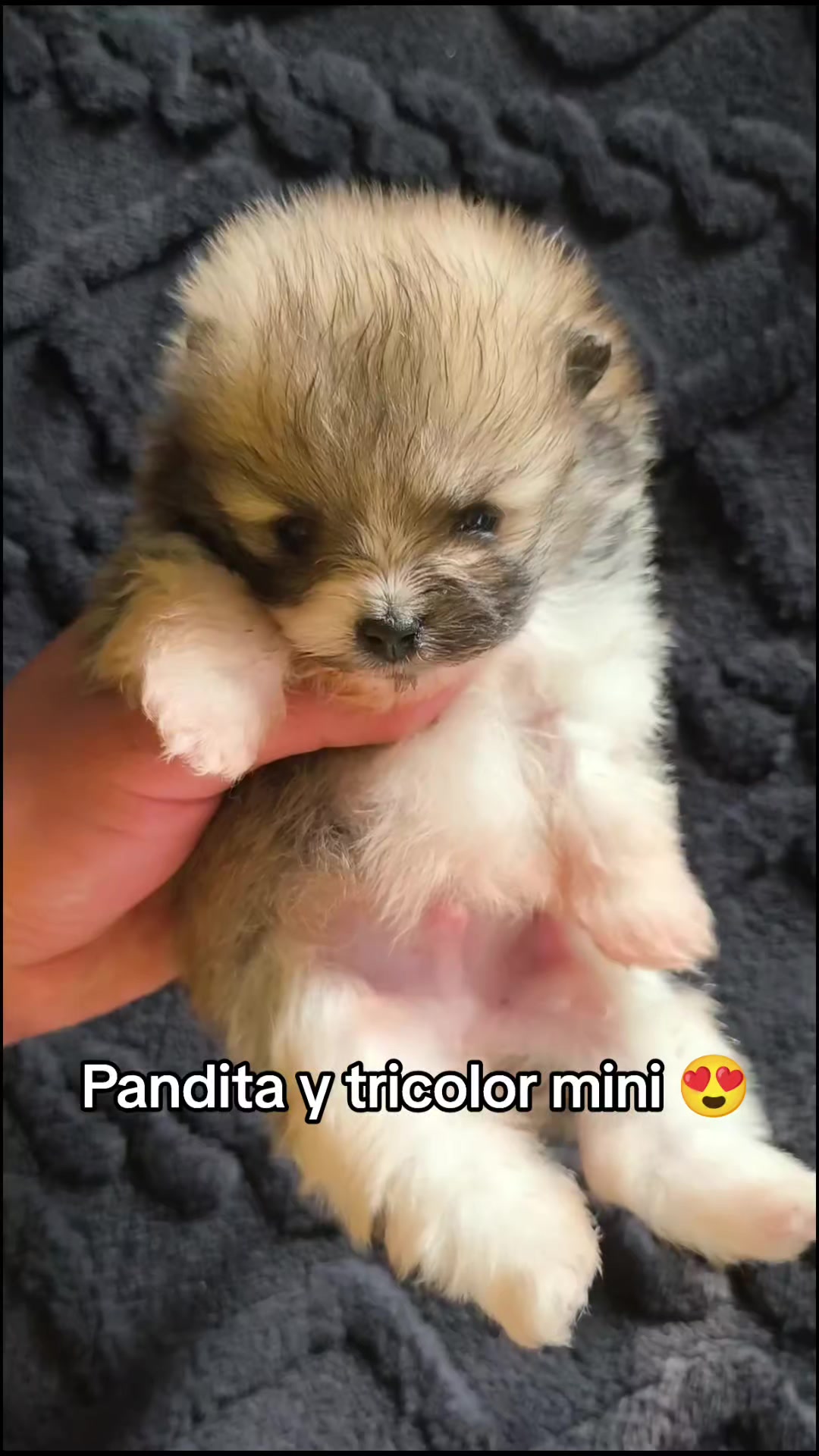 @Pomerania chile