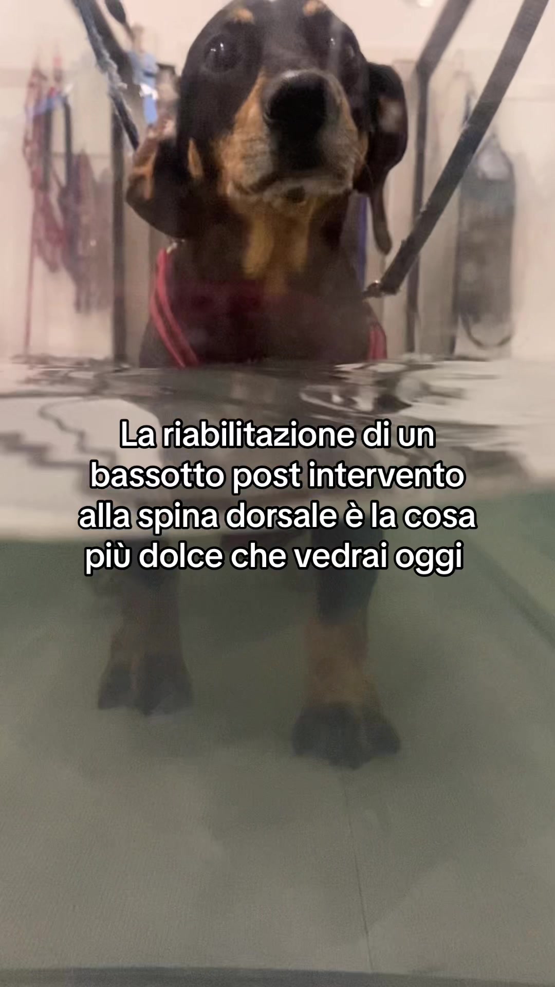 @Veronica Galliani