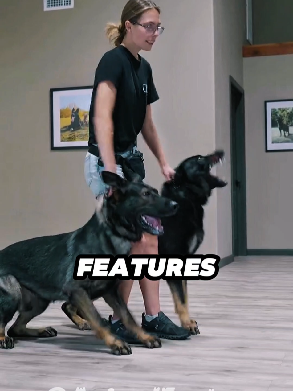 @animolfacts