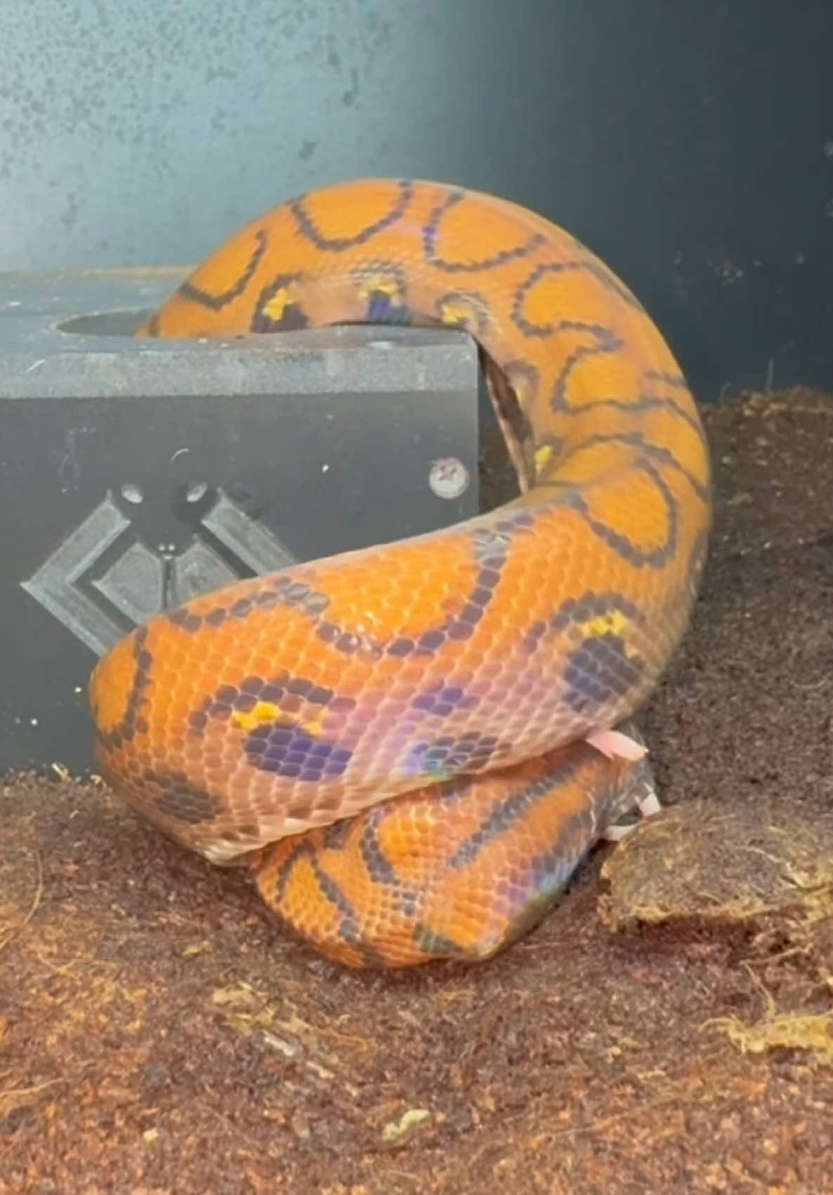 @Tommys_reptiles