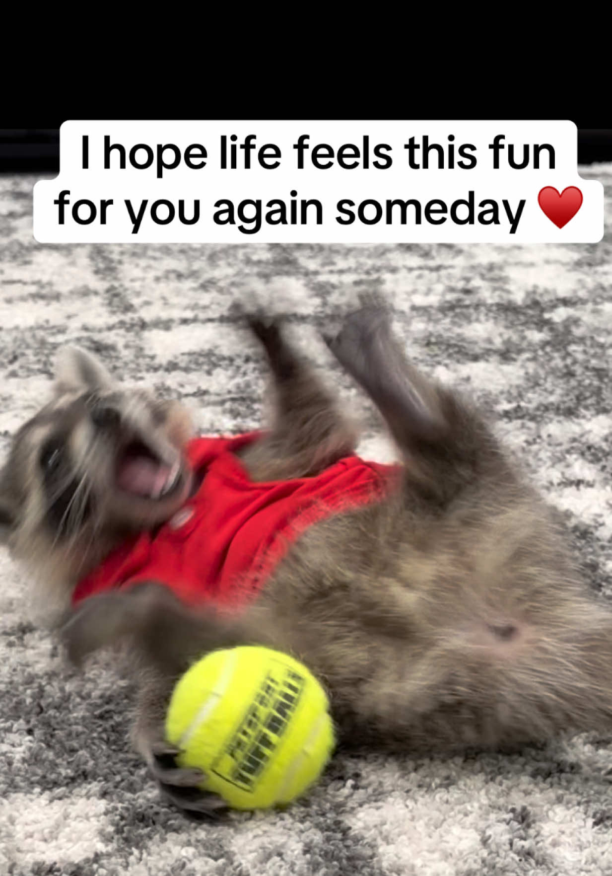 @snacky_chan_the_raccoon