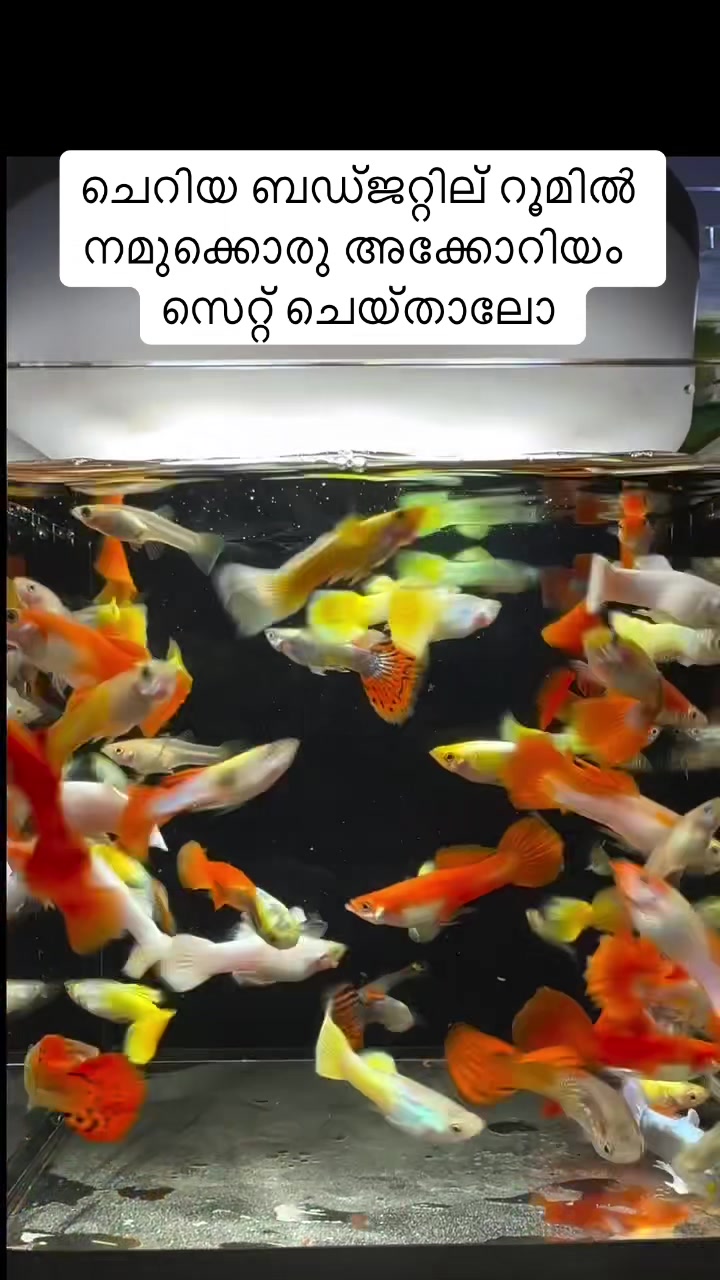 @Shaheer Purangu