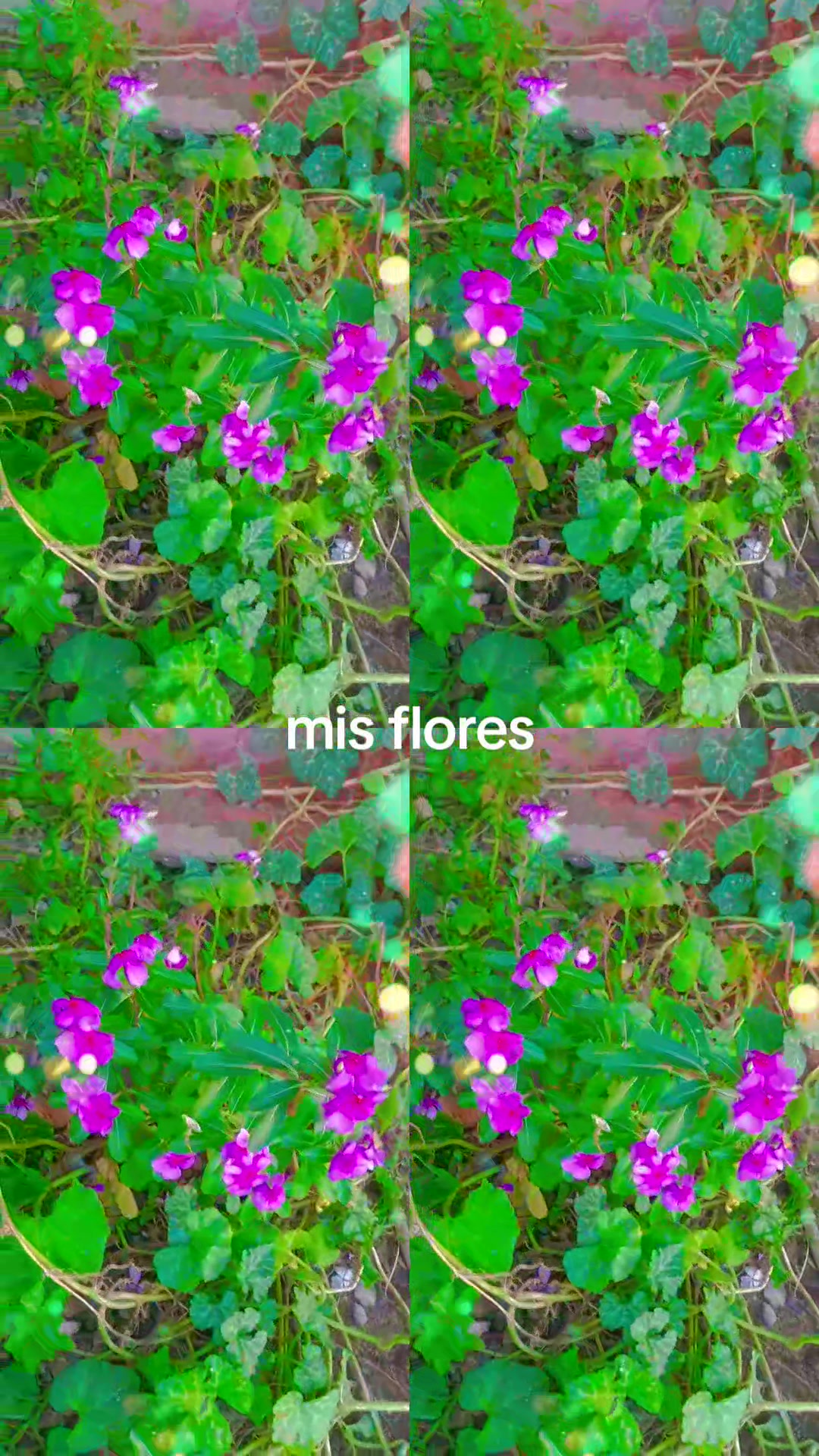 @salome mendez