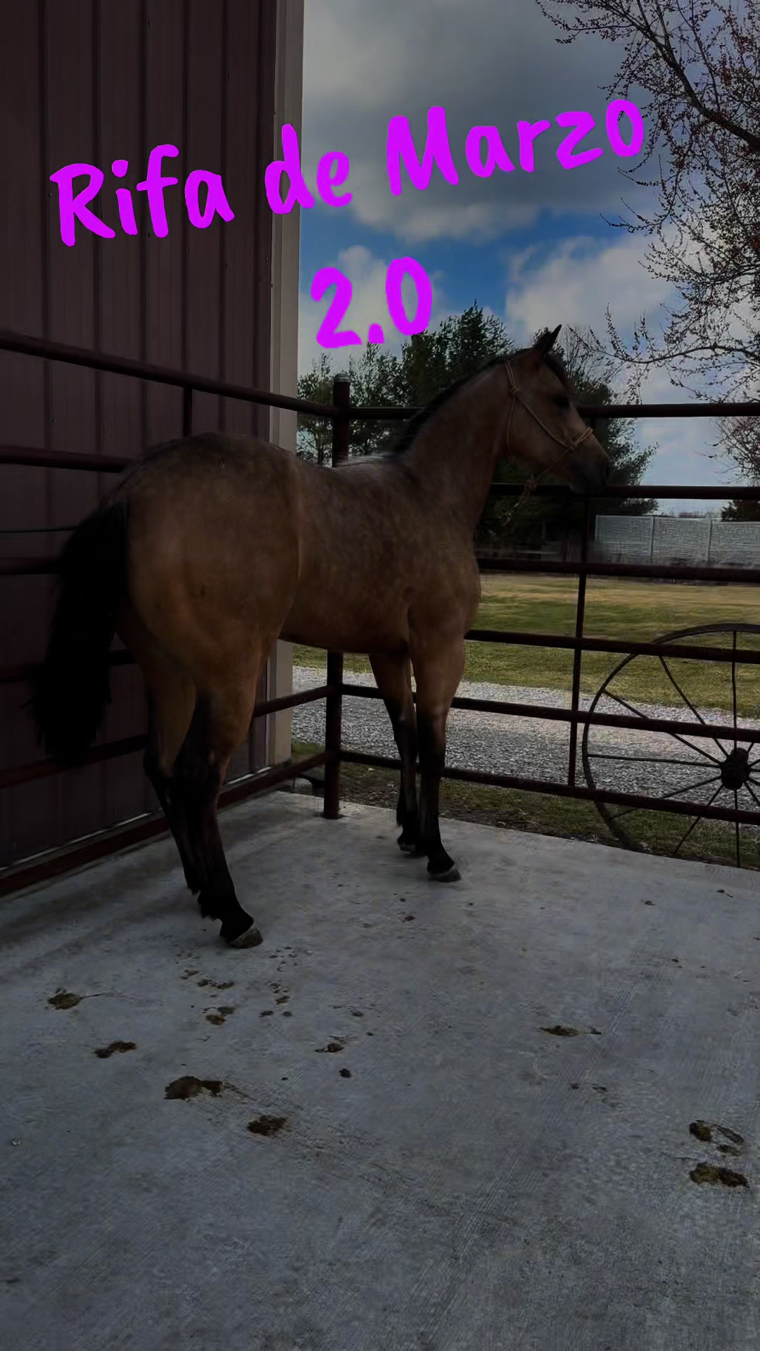 @R.L.P Quarter Horses