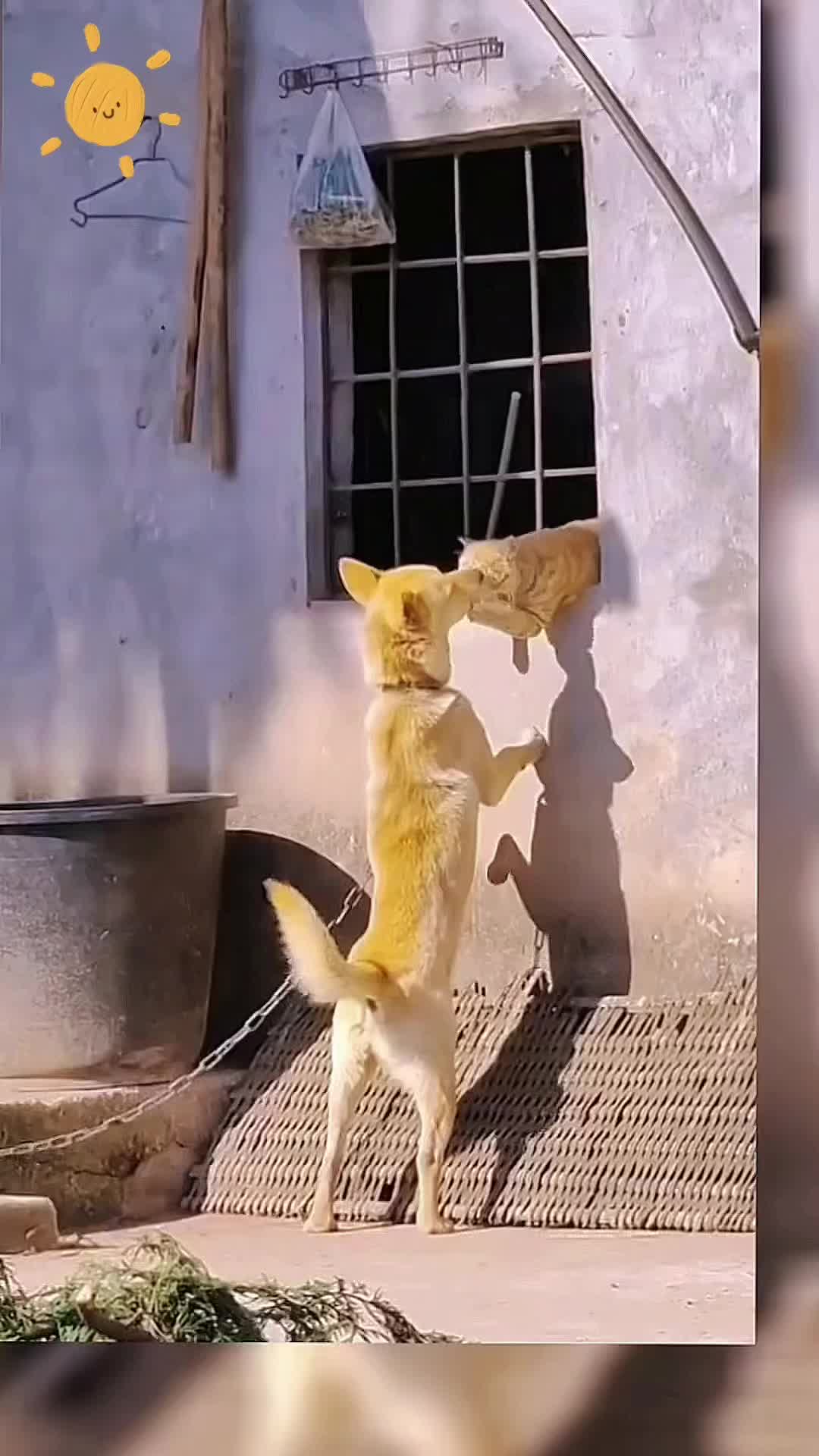@Animal Home