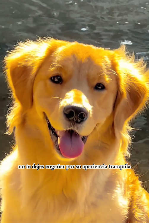 @Funny dogs 226