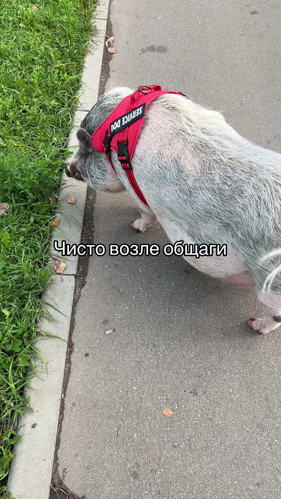 @миндаль