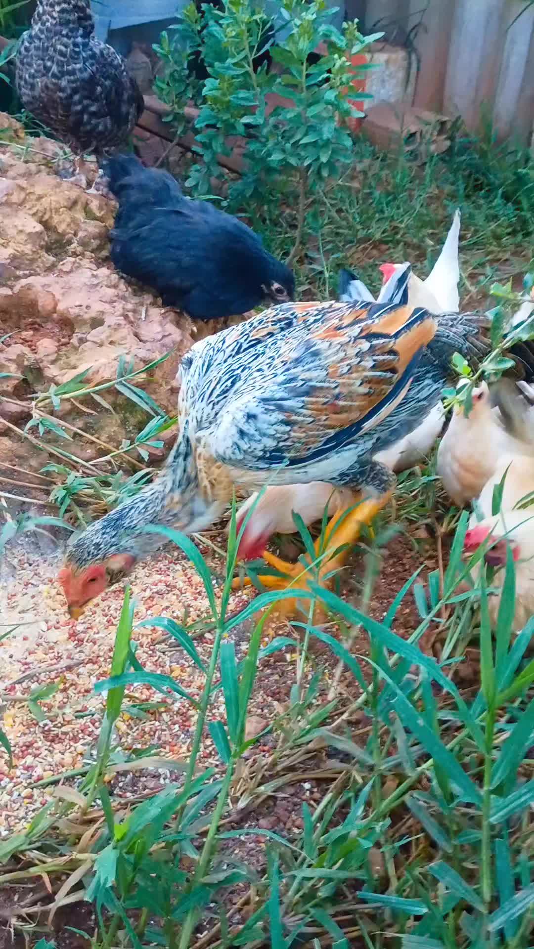 @🐔CRIAT&Oacute;RIO MZ🐓
