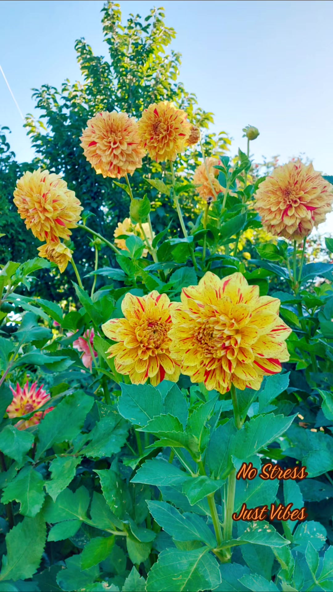 @QTZONE333