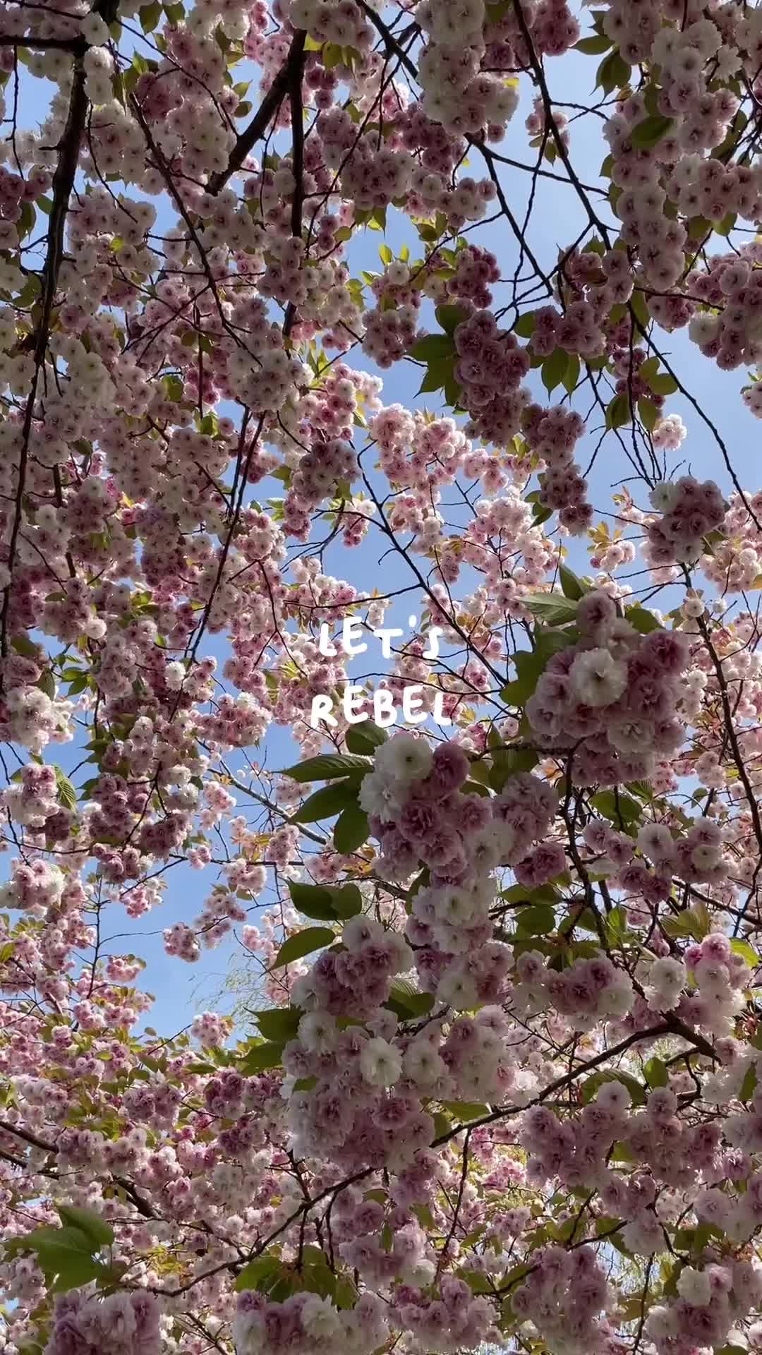 @BERDINE 🇳🇱