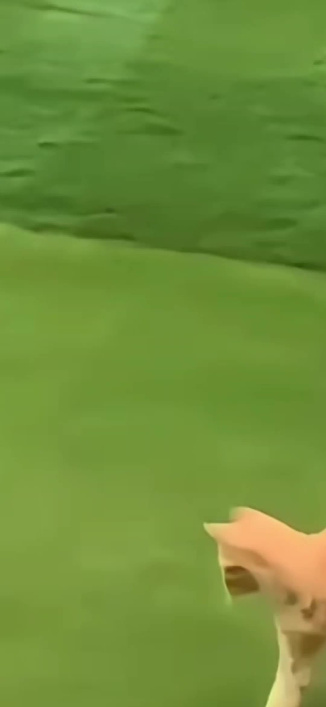 @iJaguar