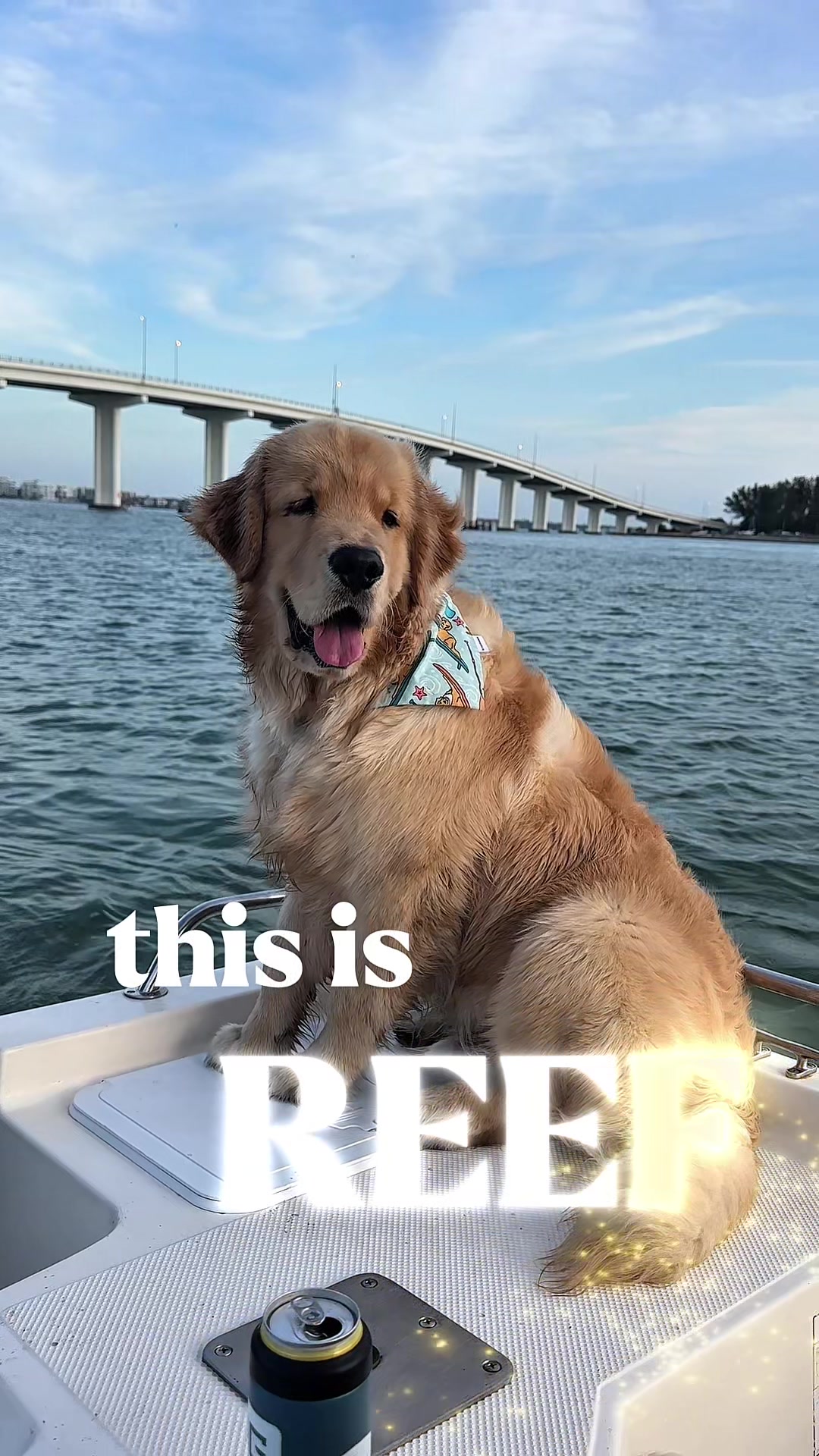 @reef the golden