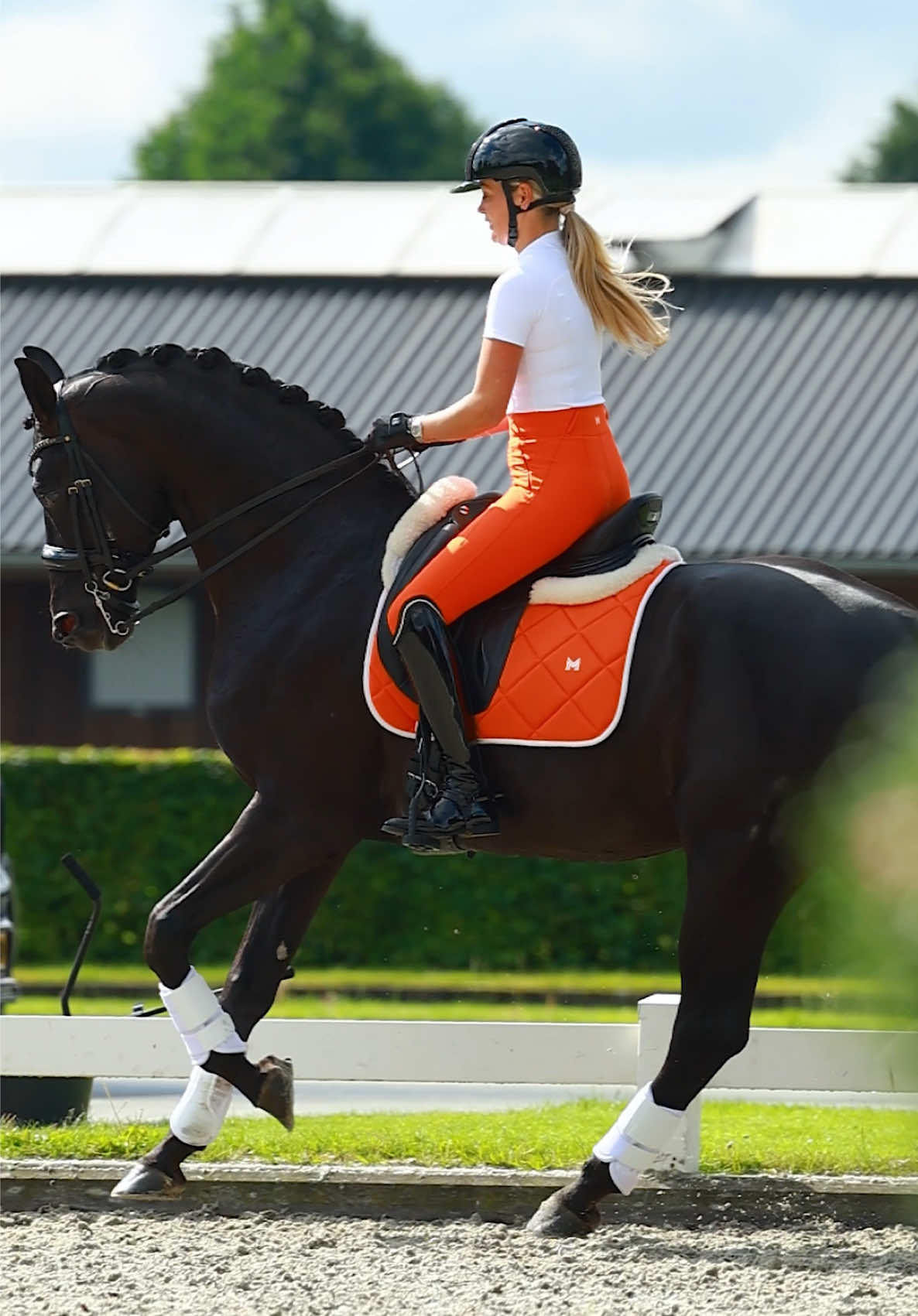 @Maximilian Equestrian