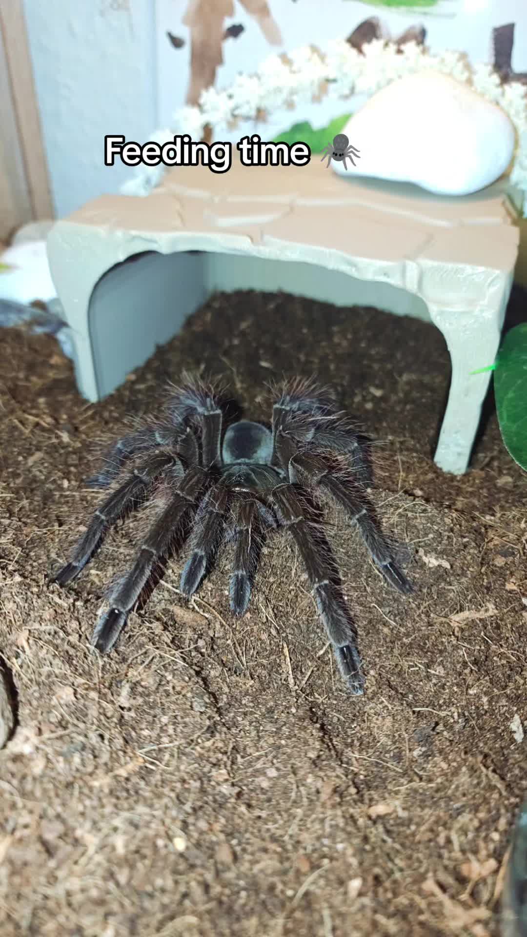 @Magdalena® 🕷️🐍🦂🪴