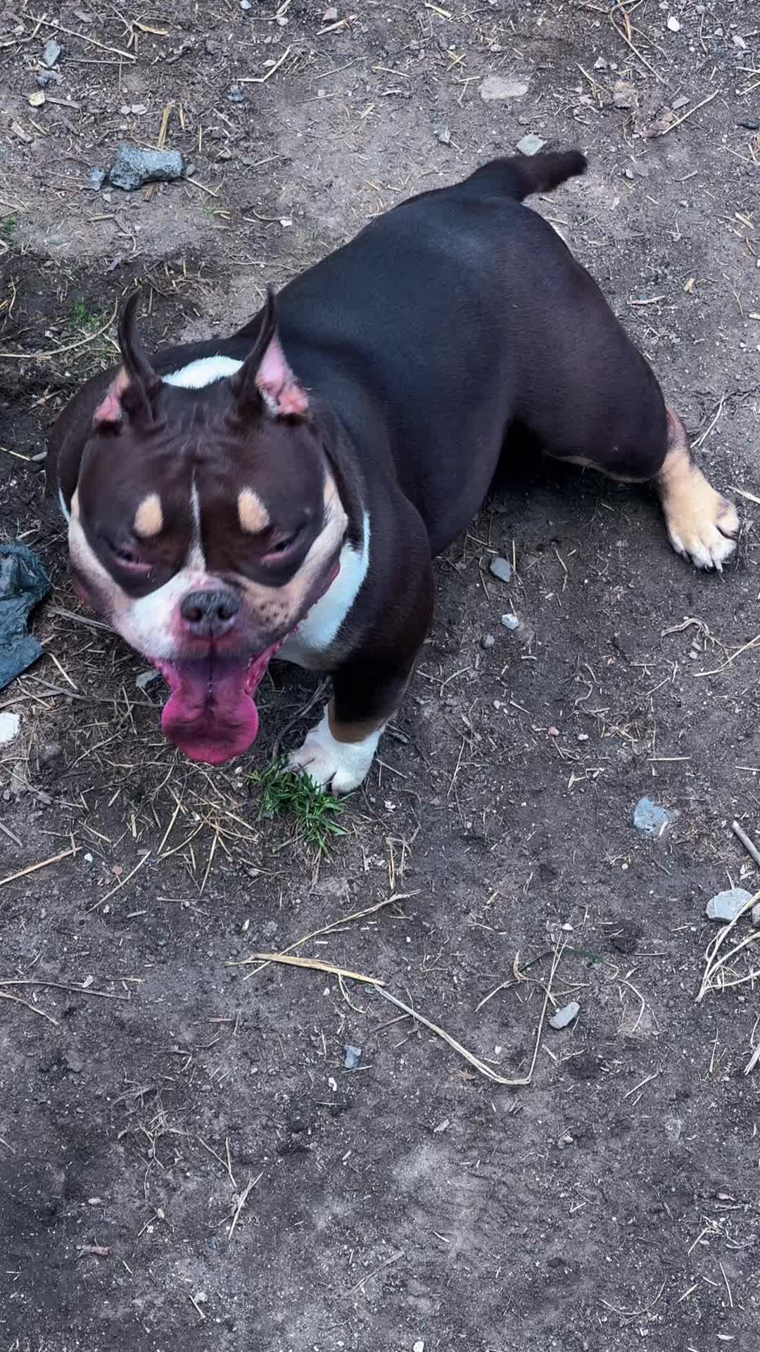 @NoCapBullys