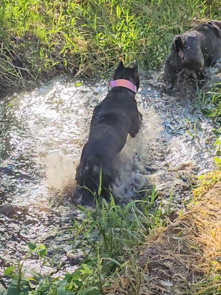 @SalmonCreekCaneCorso