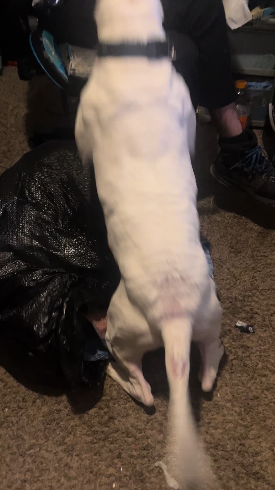 @OneLeggedBadass