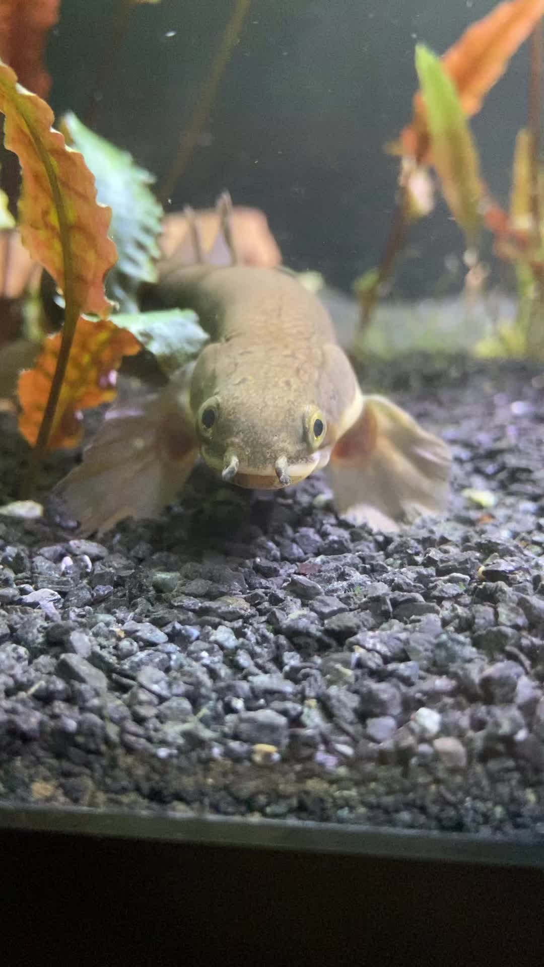 @SimpAquatics