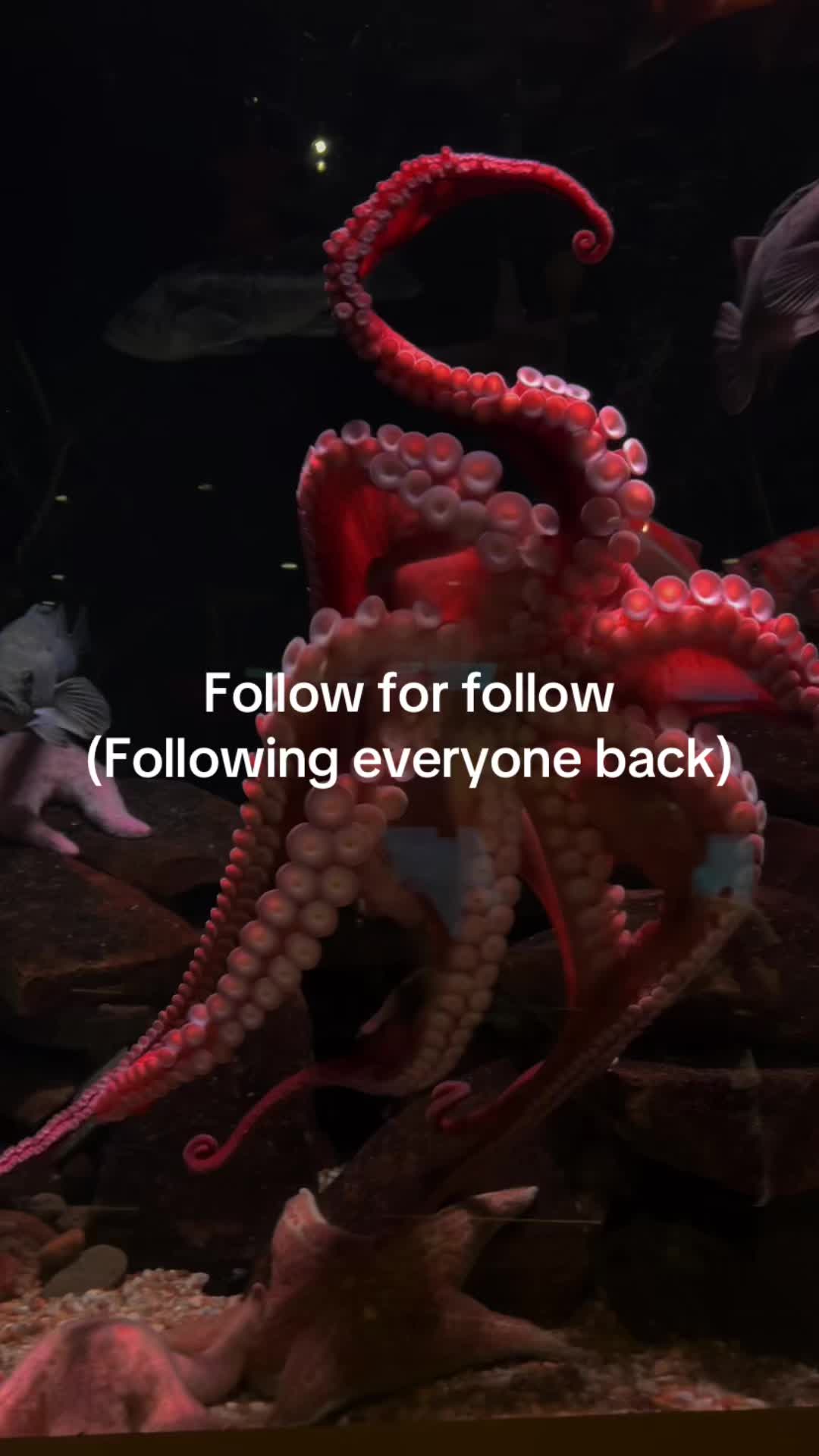 @kixxiex