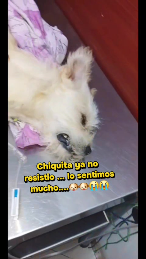 @Will AnimaLover