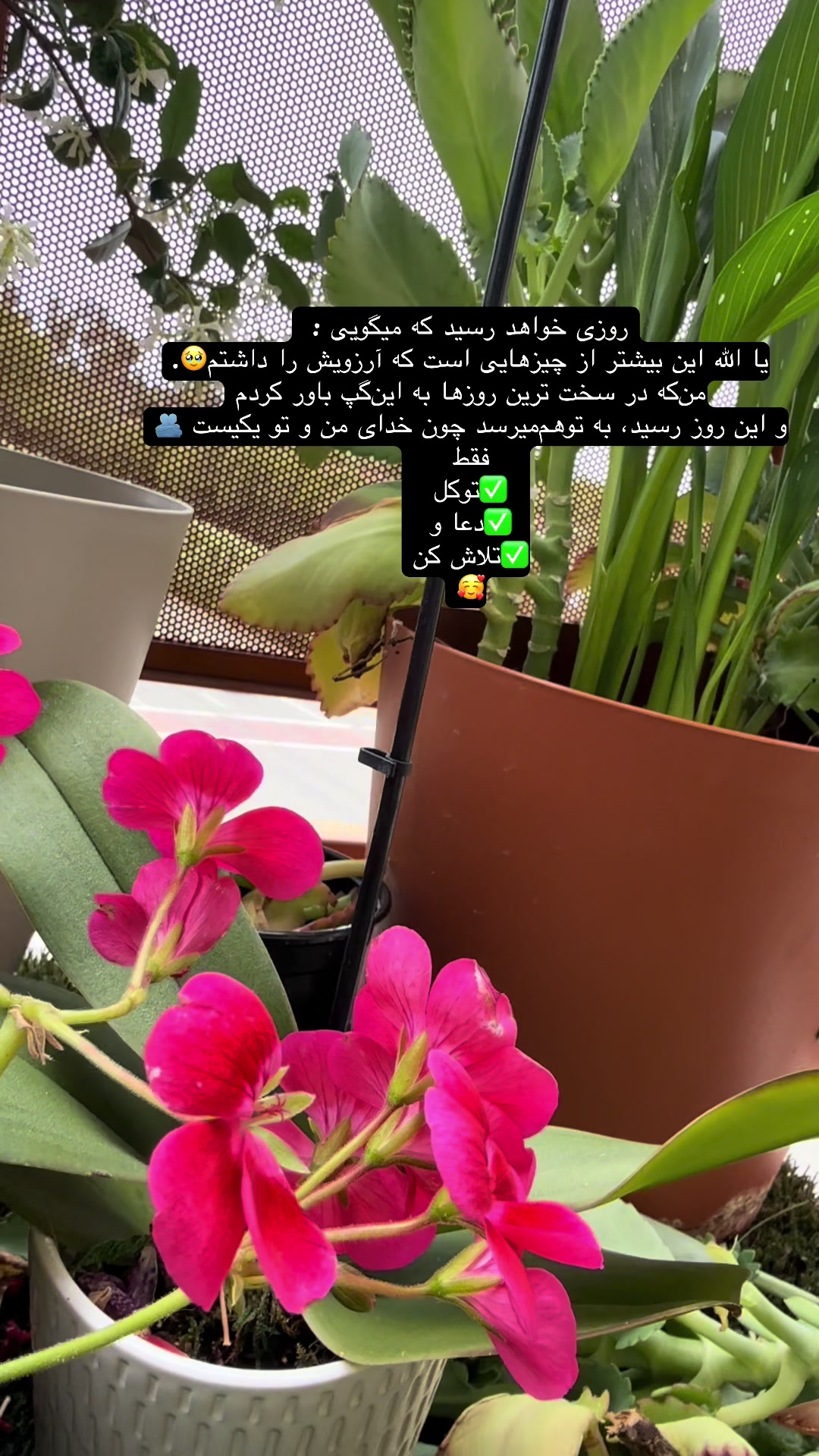 @Butterfly