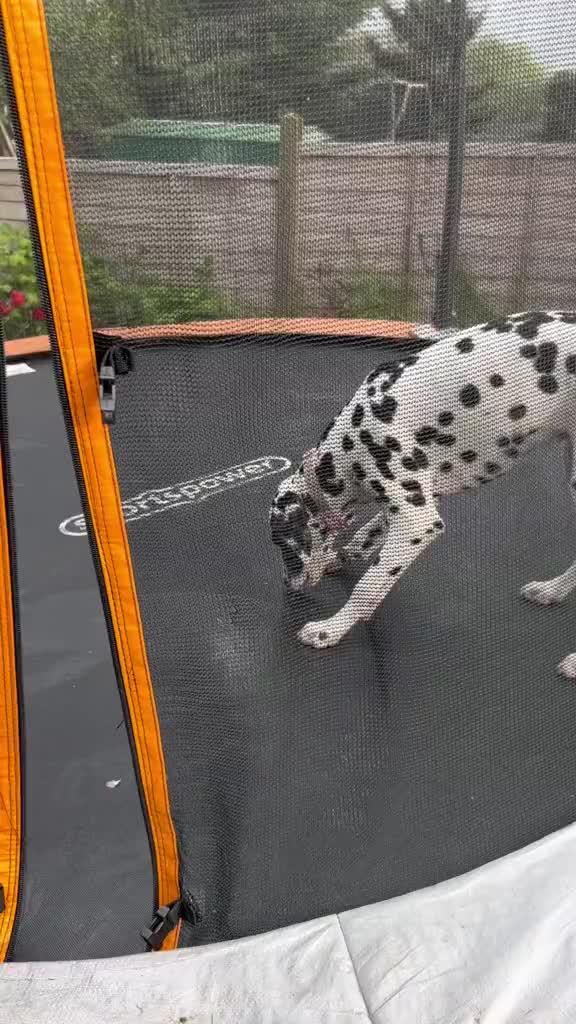 @Winter Dalmatian