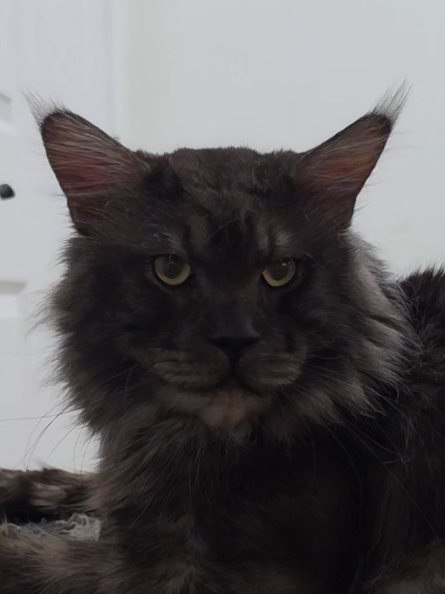 @Peaky Claws Cattery