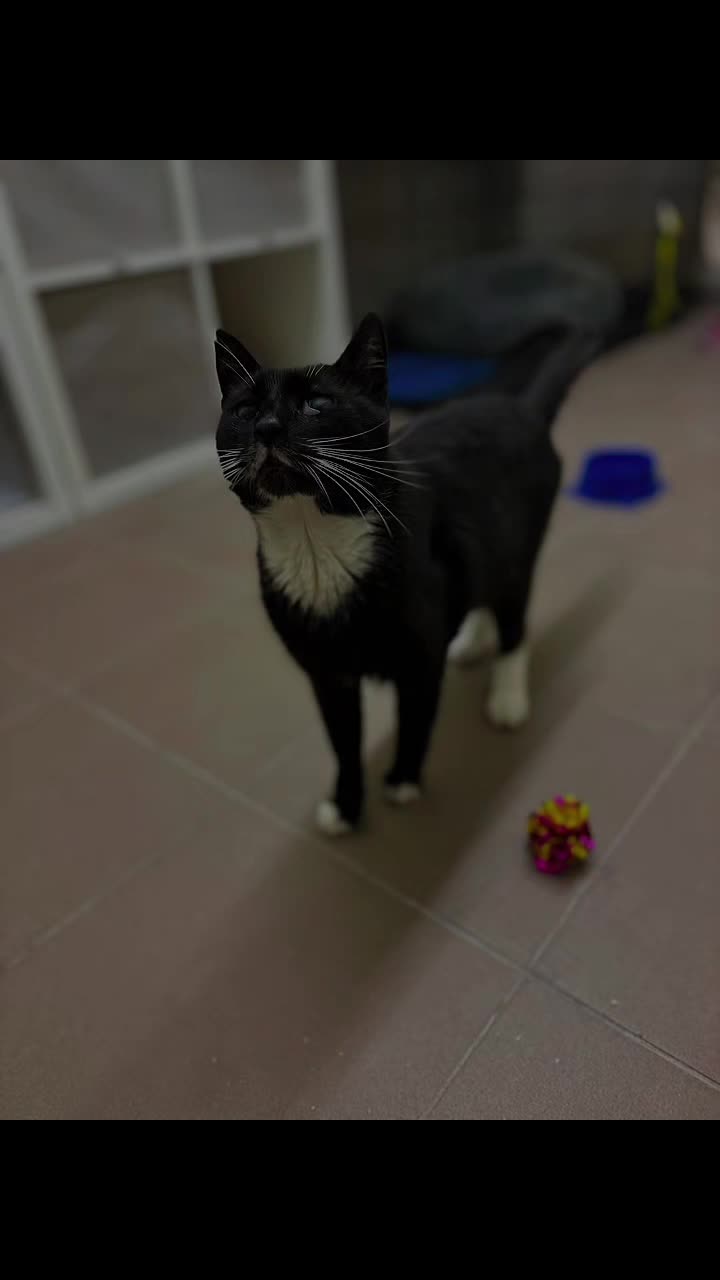 @Wodzisławskie Psy i Koty 😻🥺