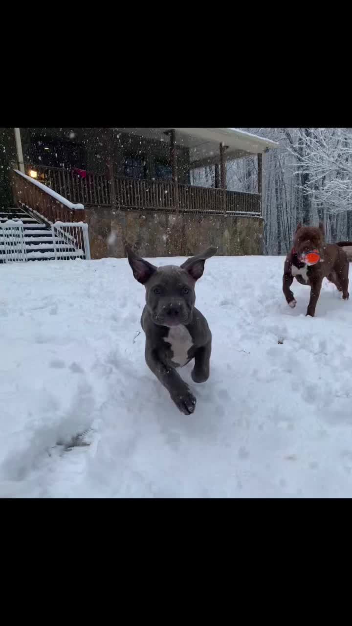 @Mount_Ruckus_Kennels