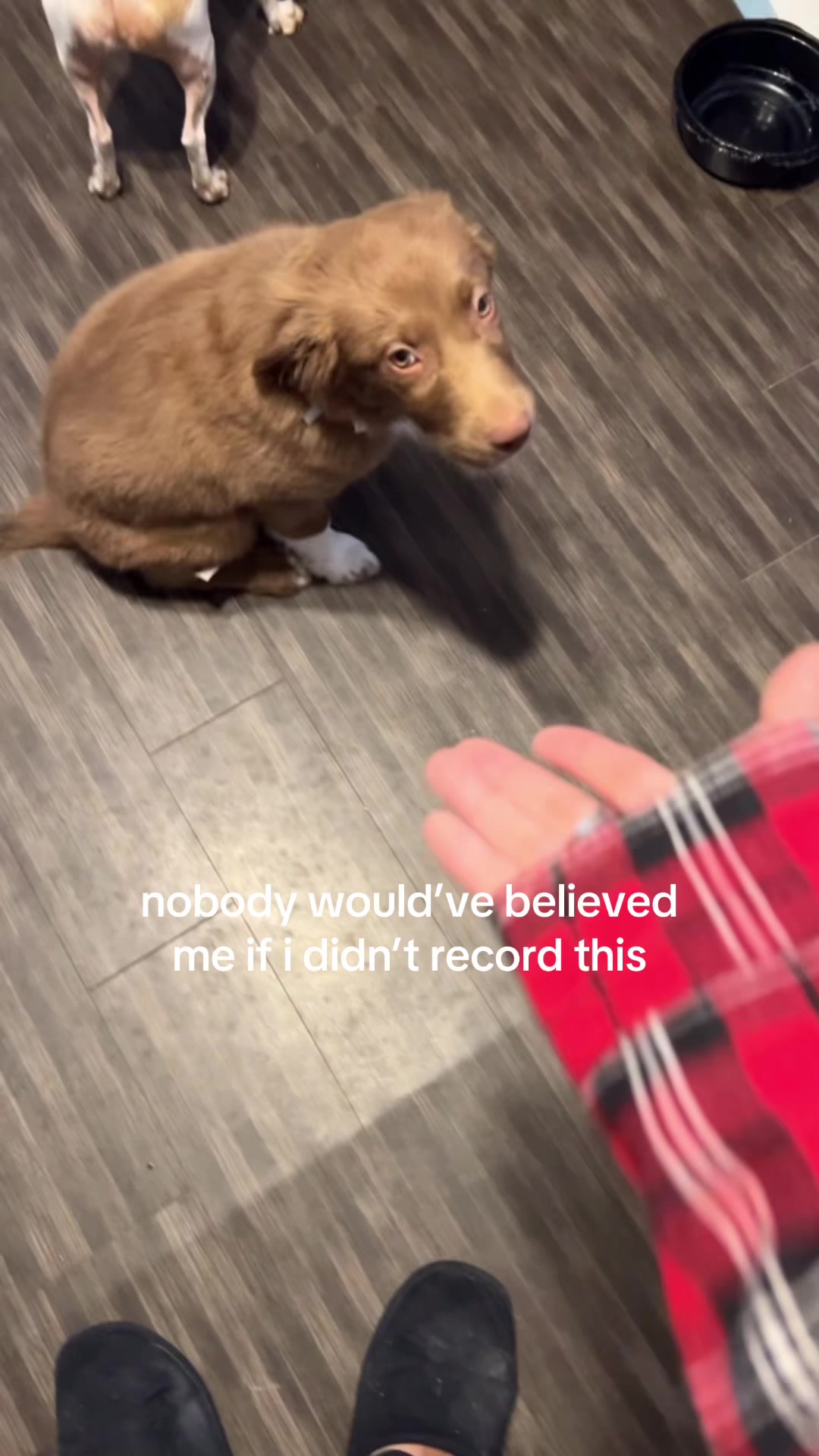 @anselll