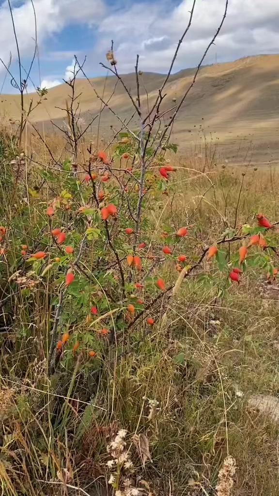 @G&uuml;ler_Yakup