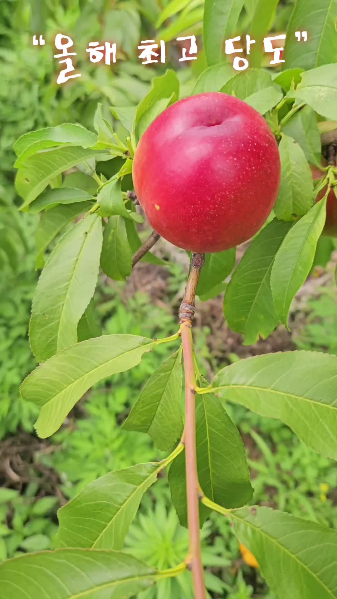 @운유농원