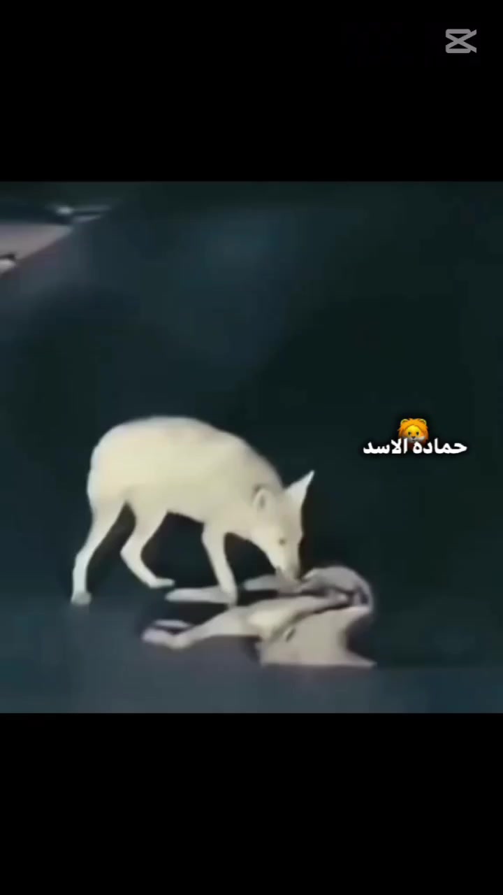 @الدولي