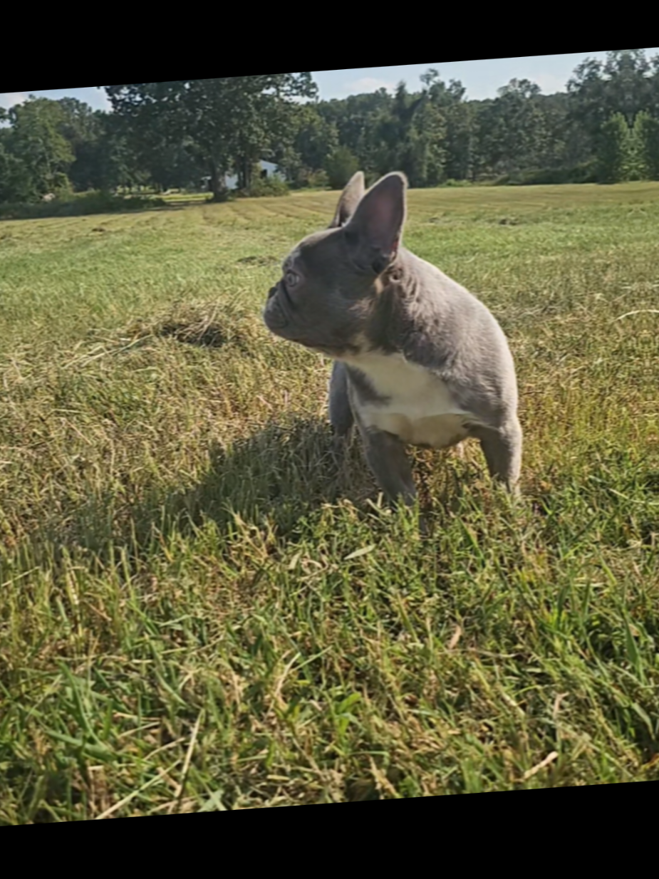 @Diamond State French Bulldogs