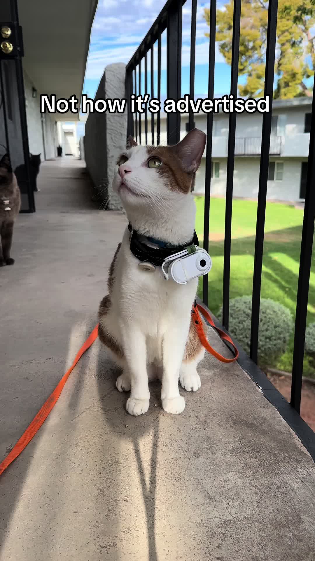 @Therapy Cat Roger & Family