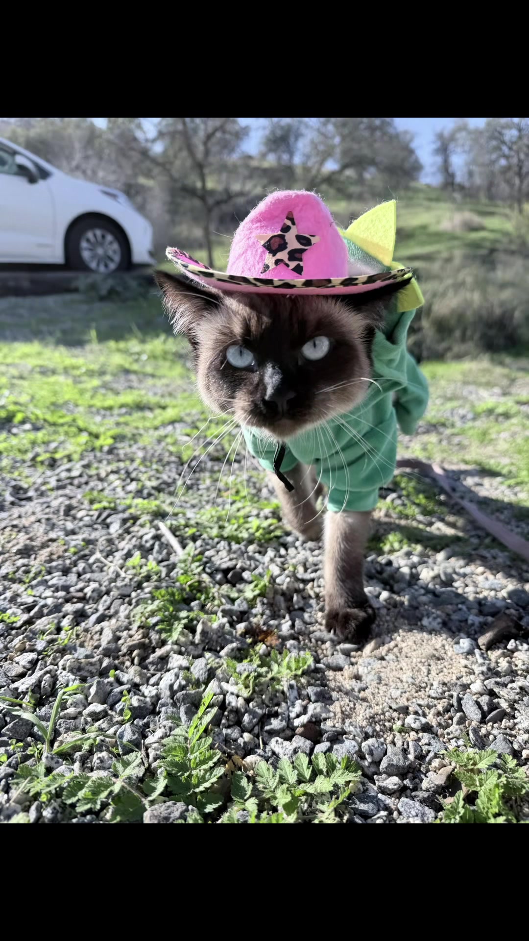 @Miso and Sprout adventures