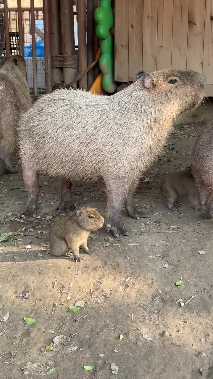 @capybara121224