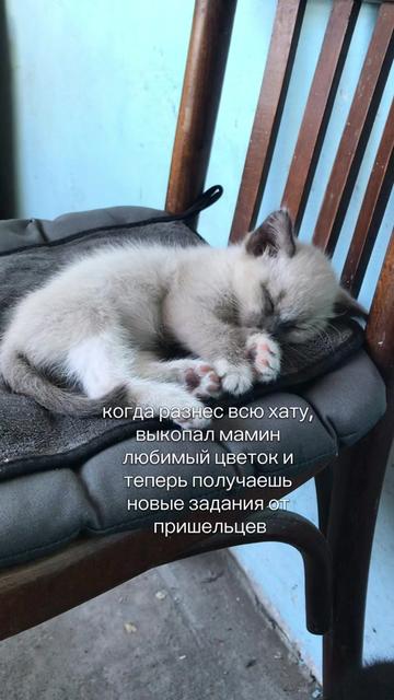 @🐾