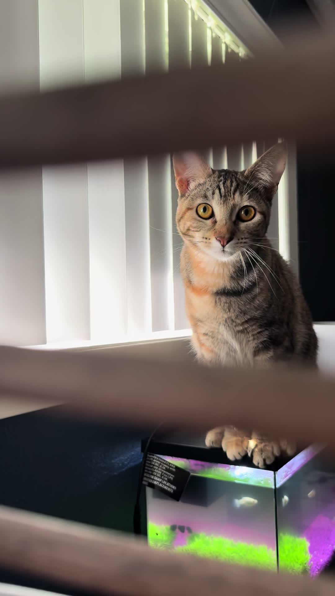 @KrazyKatz