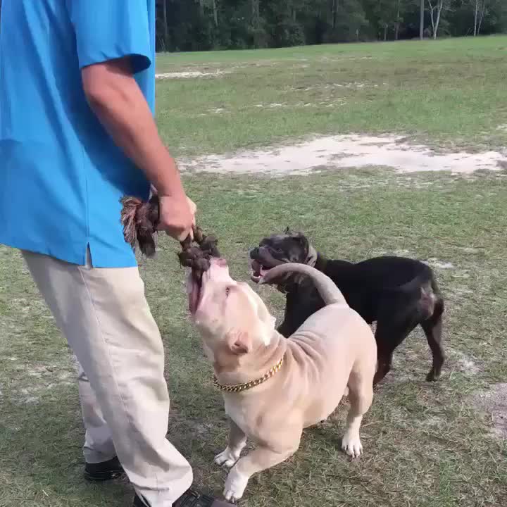@Flextimebullyz