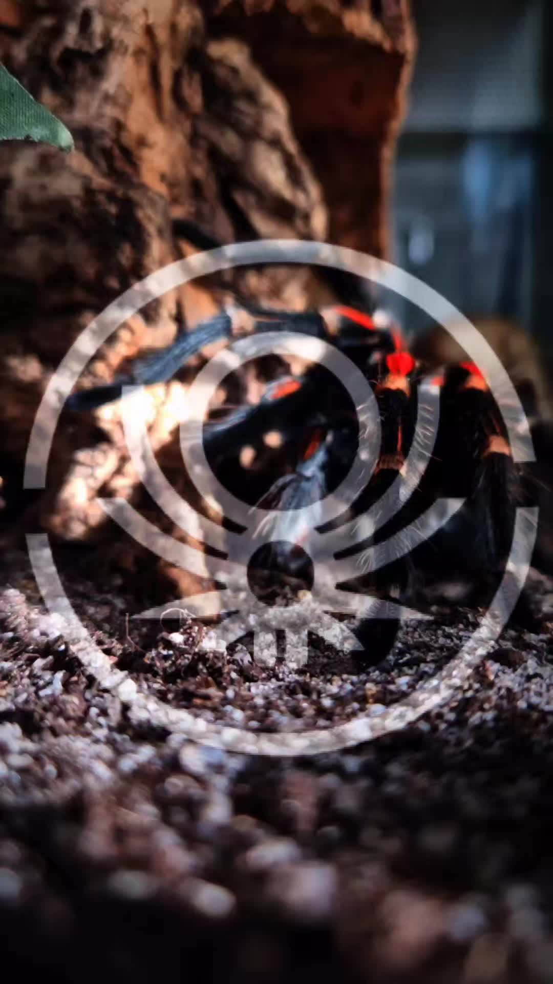 @brachypelma.de