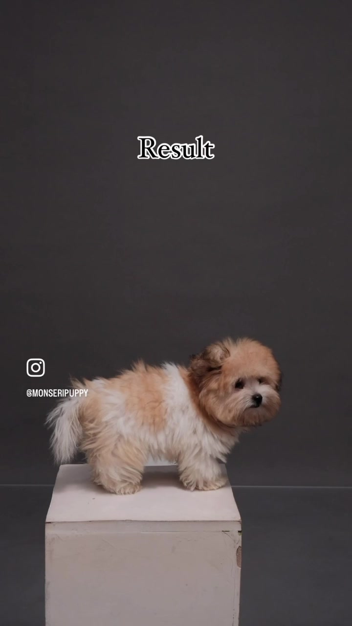 @Monseri Puppy