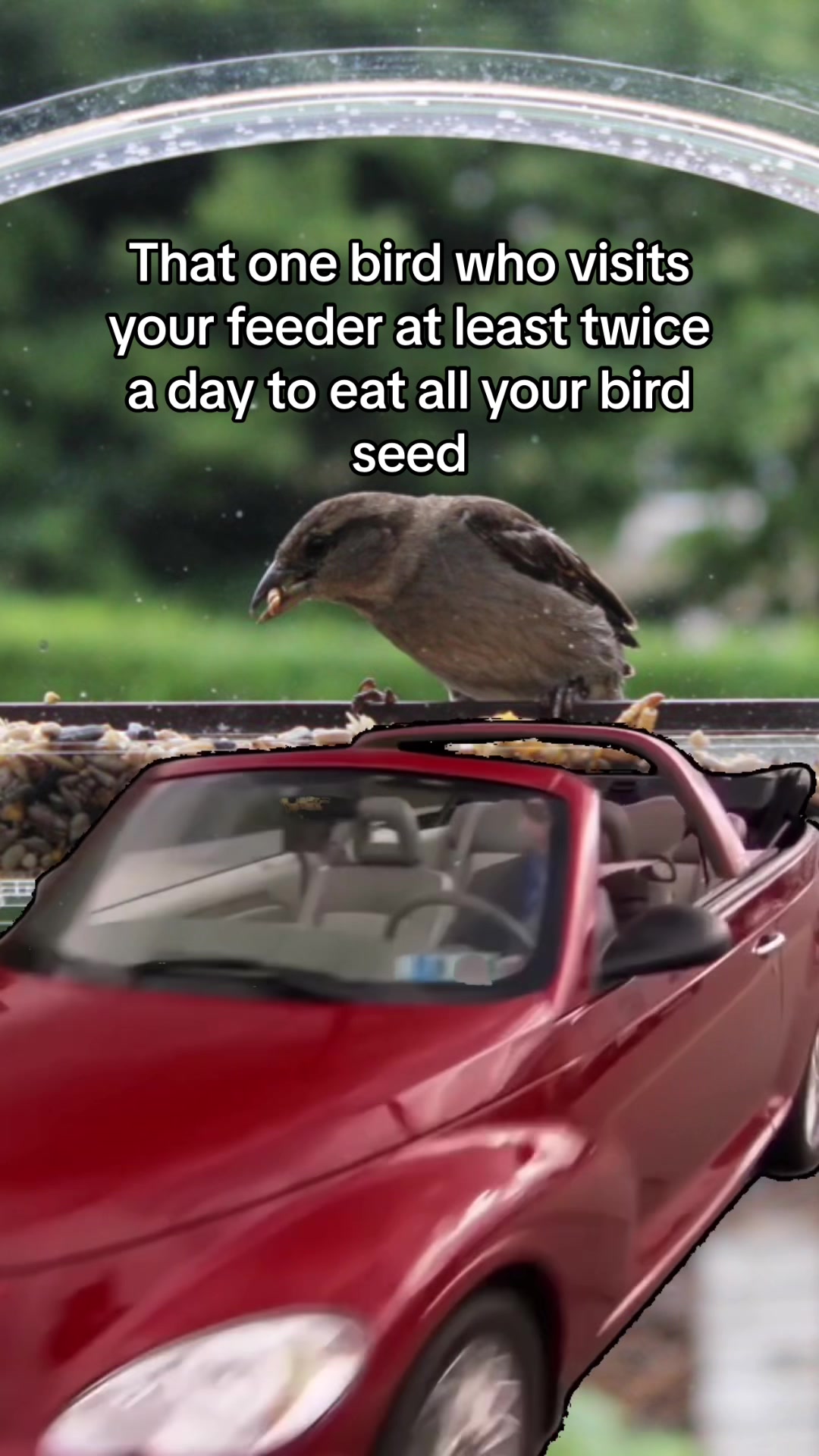 @homebirdshop