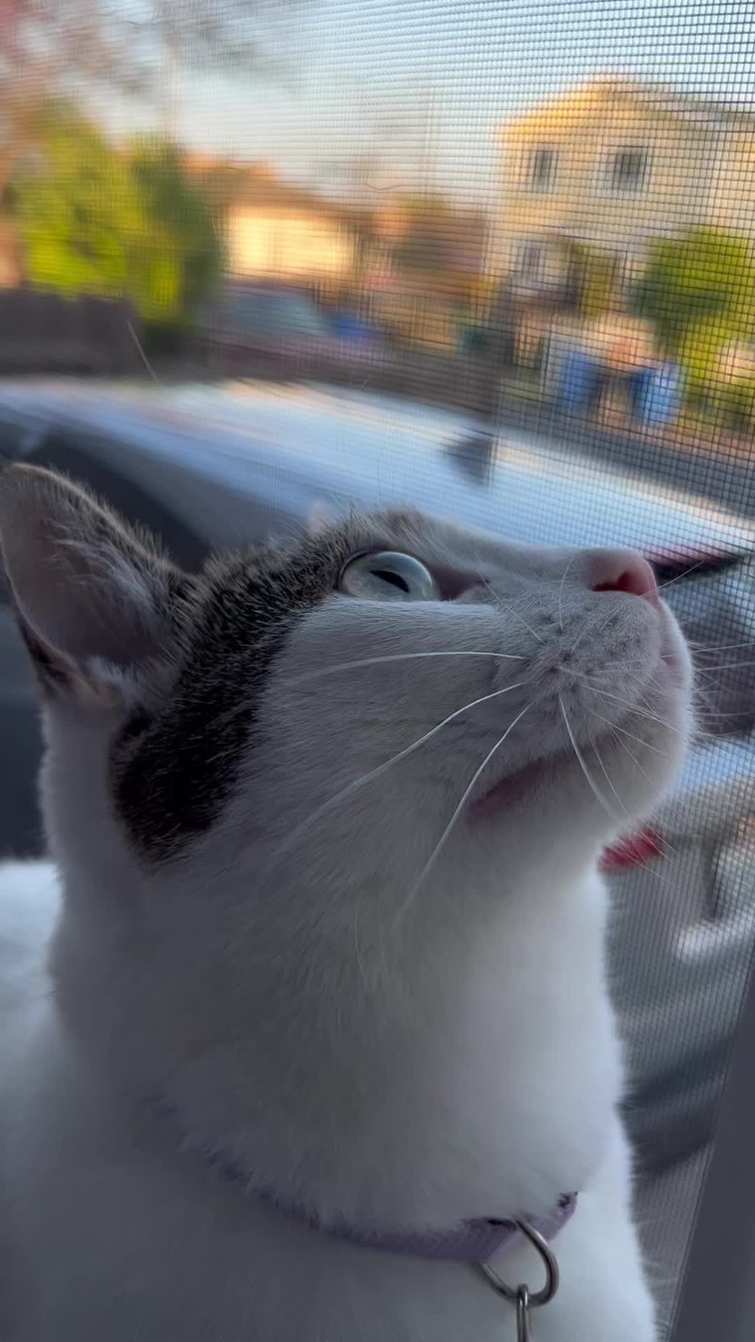 @Mexicat 🇲🇽